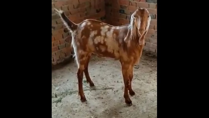 https://salarnews.in/public/uploads/images/newsimages/maannewsimage31072024_220338_Goat (1).jpg